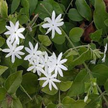 Jasminum Grandiflora -Jasmine Climber